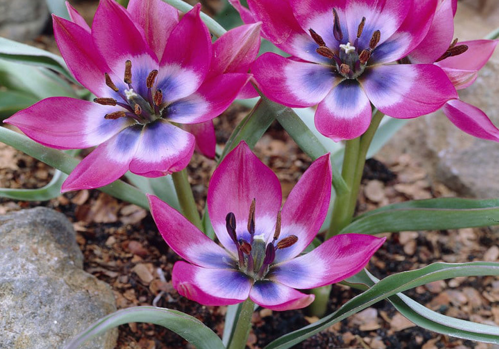 Ботанические тюльпаны &ndash; отличный выбор для рокария