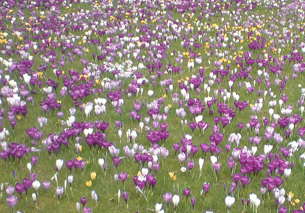 Крокусы - чудесный способ добавить красок на газон