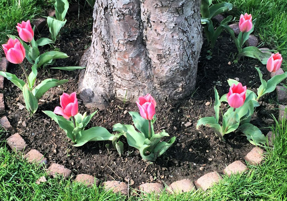 Клумба с луковичными цветами возле дерева - отличный выход, если места мало