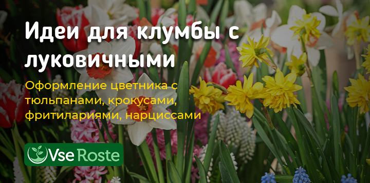 Идеи для клумбы с луковичными растениями: оформление цветника с тюльпанами, крокусами, фритилариями, нарциссами