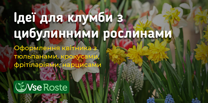 Ідеї для клумби з цибулинними рослинами: оформлення квітника з тюльпанами, крокусами, фрітіларіями, нарцисами