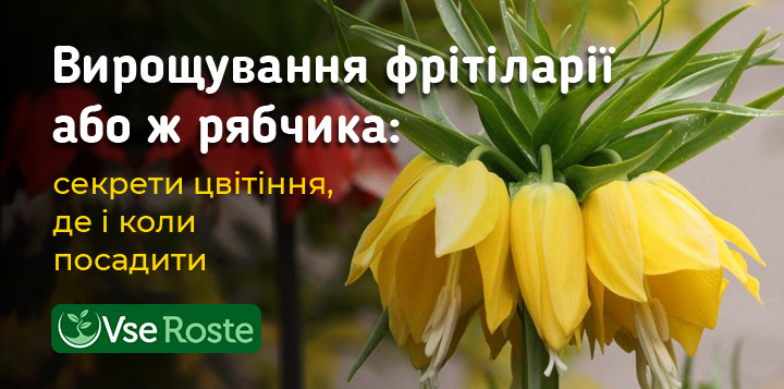 Вирощування фрітіларії або ж рябчика: секрети цвітіння, де і коли посадити