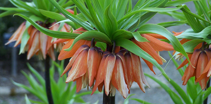 Фото фрітіларії