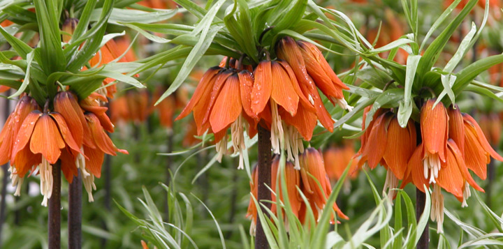 За правильного догляду, ви можете отримати цілу поляну квітучих фрітіларій