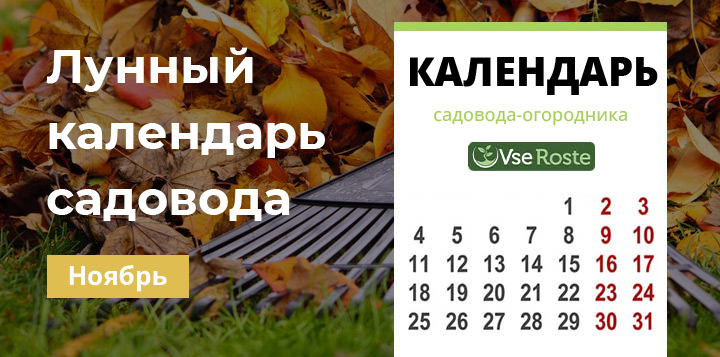 Лунный посевной календарь садовода-огородника на ноябрь 2024 года.