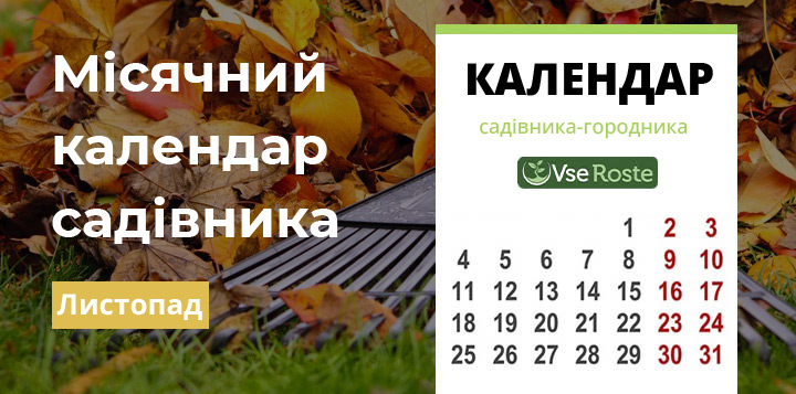 Місячний посівний календар садовода-городника на листопад 2024 року