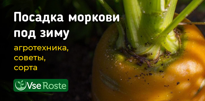 Посадка моркови под зиму