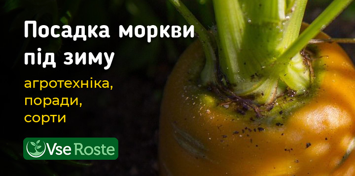 Посадка моркви під зиму