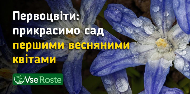 Первоцвіти: прикрасимо сад першими весняними квітами