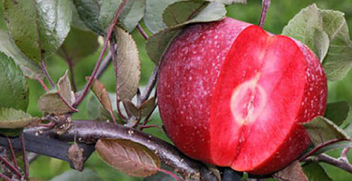 Посадка яблонь в ноябре