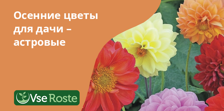 Осенние цветы для дачи – астровые