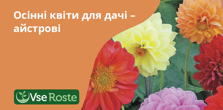 Осінні квіти для дачі – айстрові