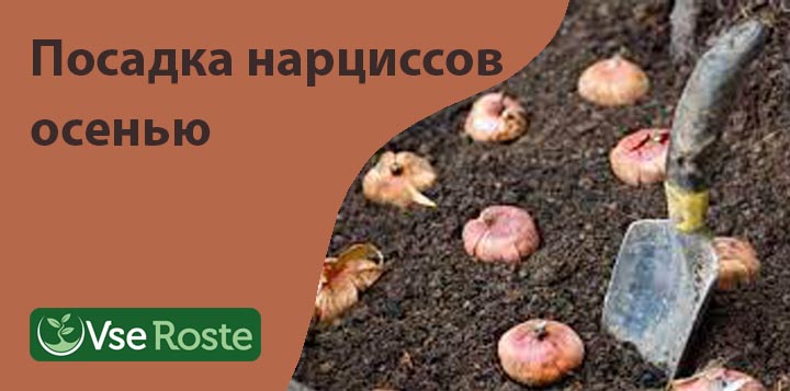 Посадка нарциссов осенью