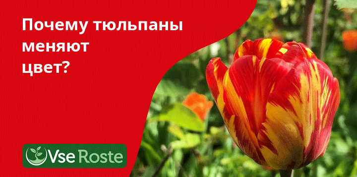 Почему тюльпаны меняют цвет