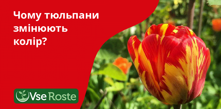 Чому тюльпани змінюють колір
