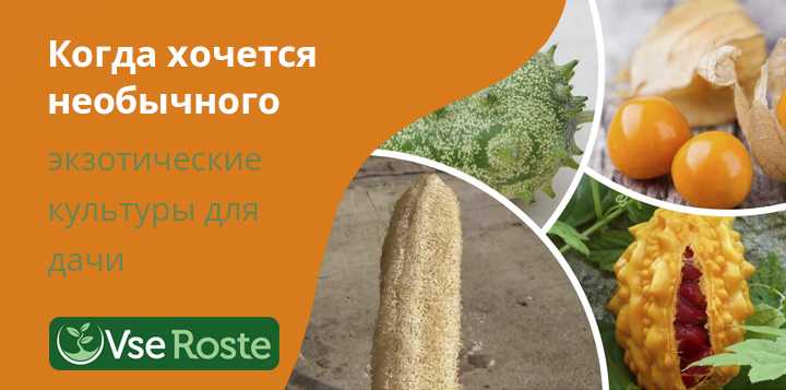 Когда хочется необычного – экзотические растения для дачного участка