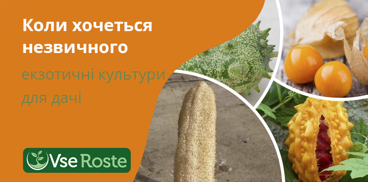 Коли хочеться незвичного – екзотичні рослини для дачної ділянки