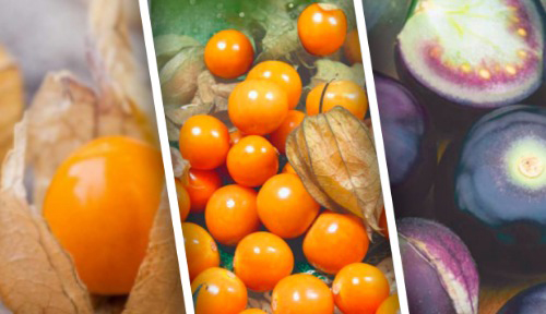 Физалис &ndash; выращивание и использование