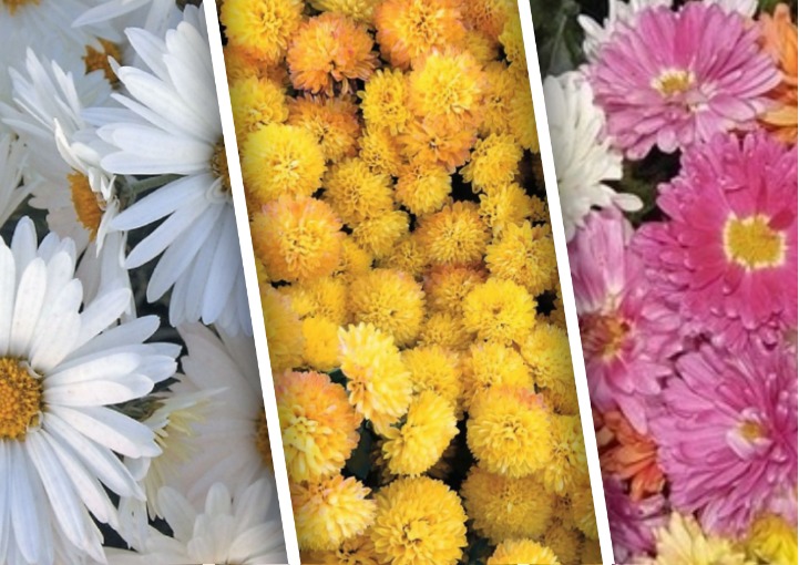 Як вирощувати хризантеми