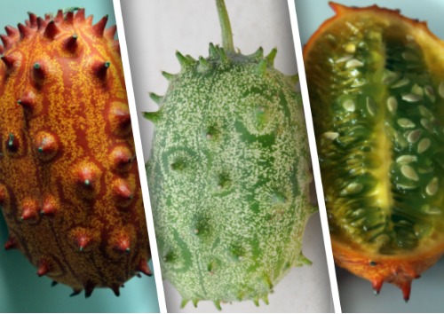 Кивано &ndash; выращивание, использование