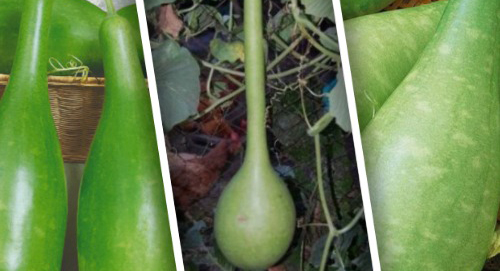 Лагенария бутылочная &ndash; выращивание и использование