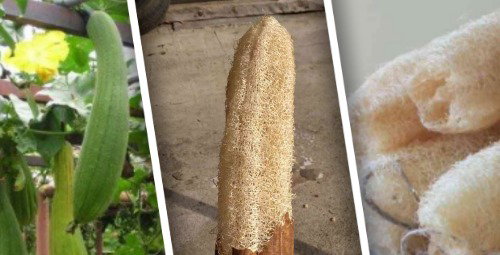 Люффа &ndash; выращивание и использование