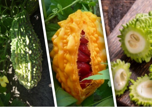 Момордика &ndash; выращивание и использование