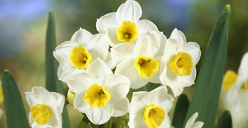 Посадка нарциссов в ноябре