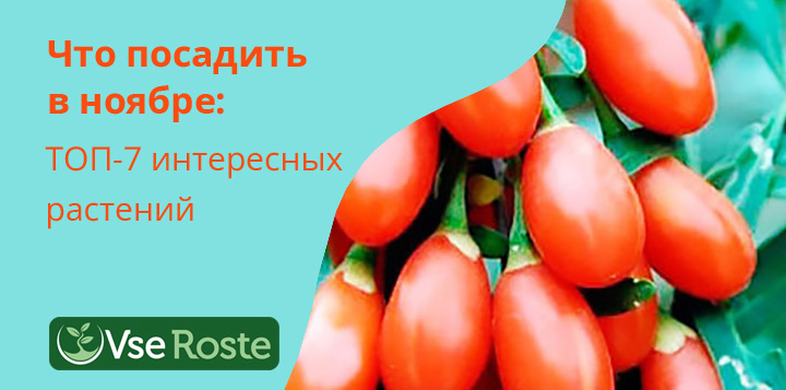 Что посадить в ноябре: топ-7 интересных растений