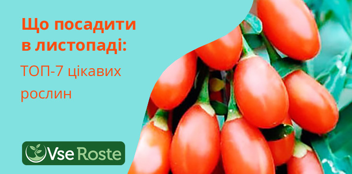 Що посадити у листопаді: топ-7 цікавих рослин