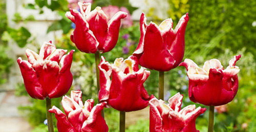 Посадка тюльпанов в ноябре