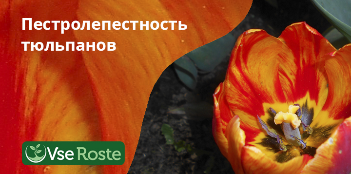 Пестролепестность тюльпанов