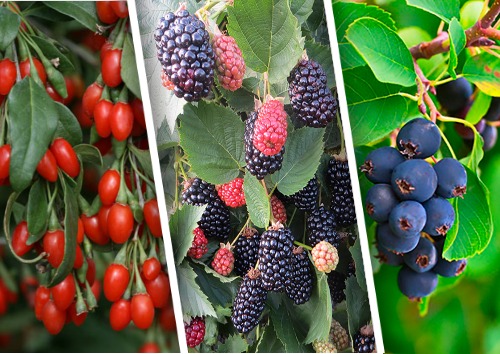 Посадка ягодных культур в ноябре: ежевика, годжи, ирга
