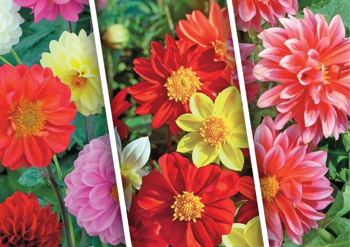 Як вирощувати жоржини