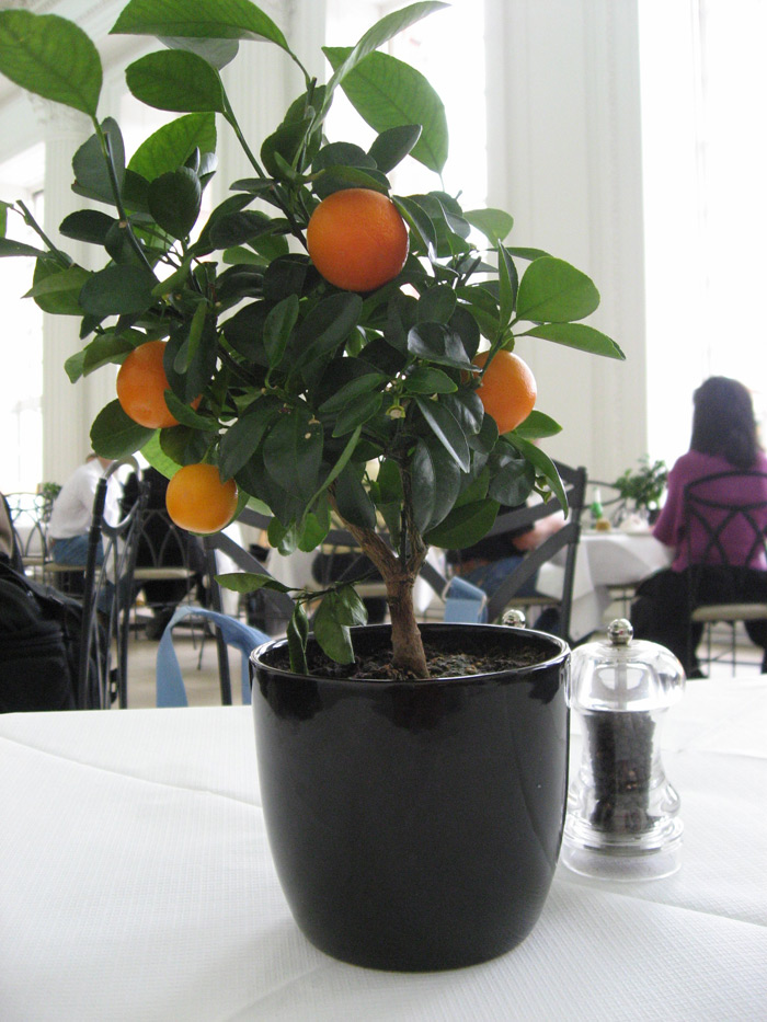 Как вырастить апельсин фото 2