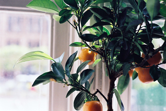Как вырастить апельсин фото 3