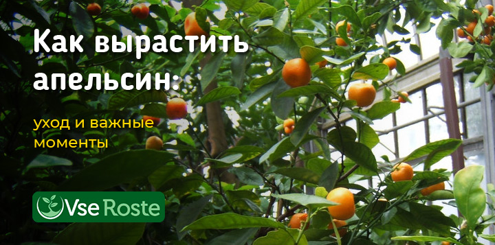 Как вырастить апельсин: уход и важные моменты
