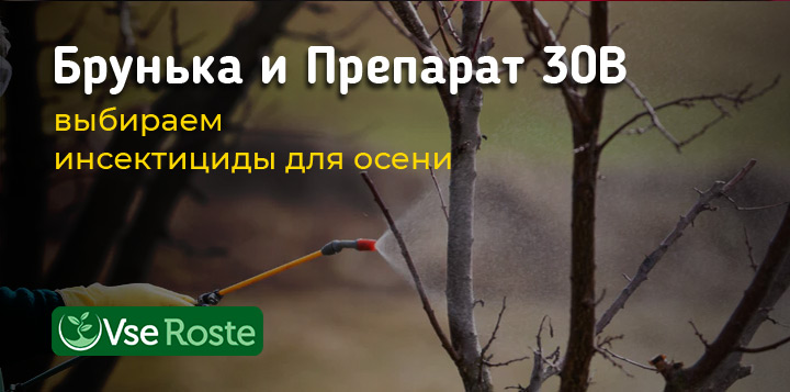 Брунька и Препарат 30В – выбираем инсектициды для осени