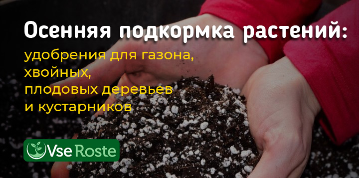 Осенняя подкормка растений в саду: удобрения для газона, хвойных, плодовых деревьев и кустарников