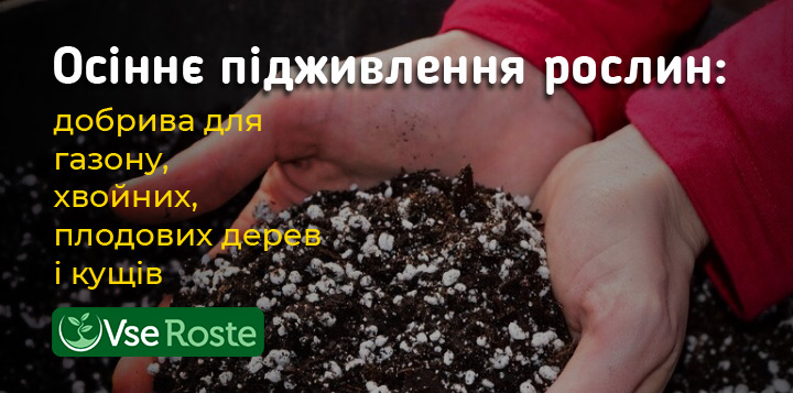 Осіннє підживлення рослин в саду: добрива для газону, хвойних, плодових дерев і кущів