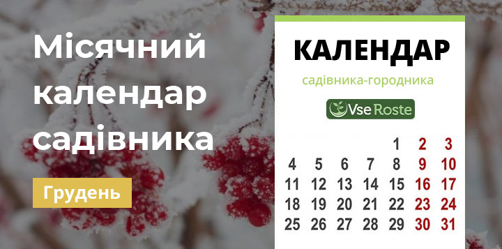 Місячний посівний календар садівника-городника на грудень 2024 року