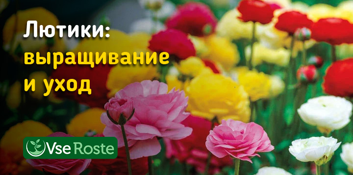 Лютики: выращивание и уход