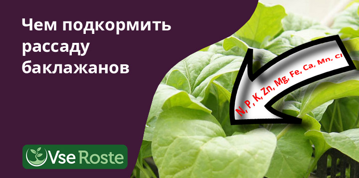 Чем подкормить рассаду баклажанов