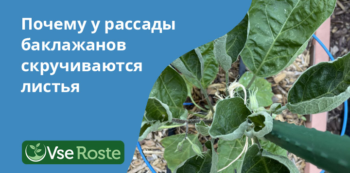 Почему у рассады баклажанов скручиваются листья