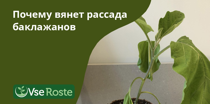Почему вянет рассада баклажанов