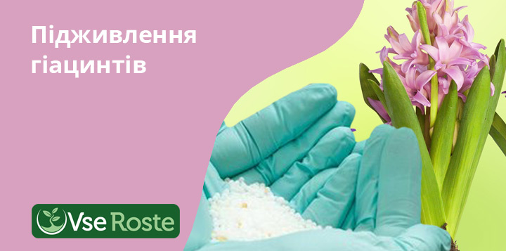 Підживлення гіацинтів