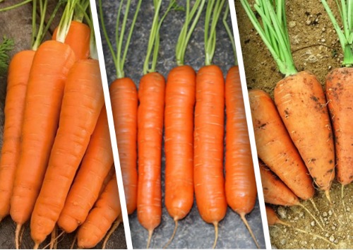 Характеристики сортотипов моркови