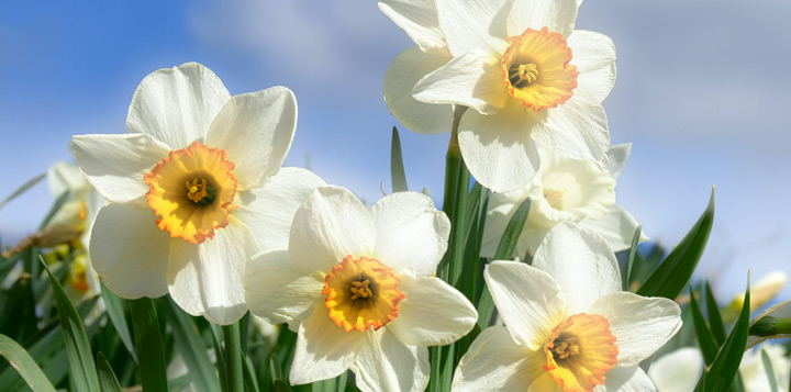 Чому перестали цвісти загущені нарциси