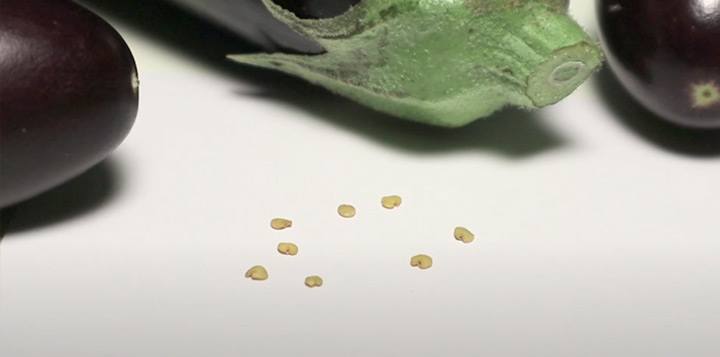 Как выбрать семена баклаєанов