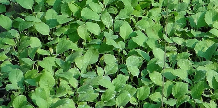 Как правильно посадить баклажаны из семян на рассаду